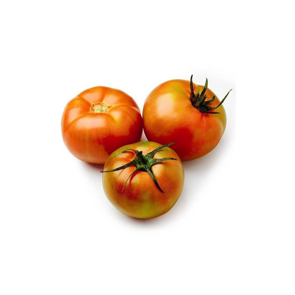 Tomate Ensalada Ecológico Tomate Ensalada Ecológico