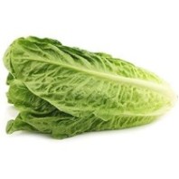 Lechuga Romana Ecológica