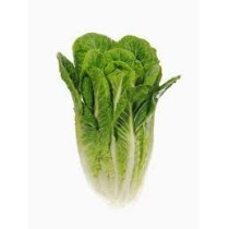 Lechuga Romana Ecológica