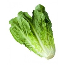 Lechuga Romana Ecológica