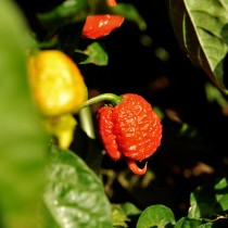 fotografía real de pimientos carolina reaper ecológicos