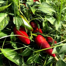 Foto pimiento sriracha ecológica en el campo