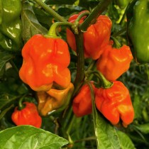 fotografía real de los pimientos habaneros ecológicos