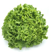 Lechuga Batavia Ecológica...