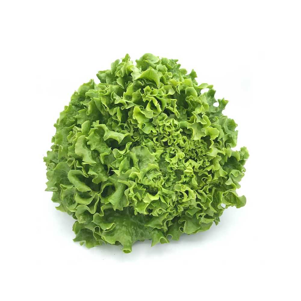 Lechuga Batavia Ecológica Unid.