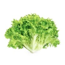 Escarola Ecológica Unid.