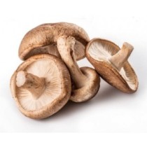 Seta Shiitake Ecológico