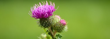 Plantas medicinales para depurar el organismo y mejorar la digestión