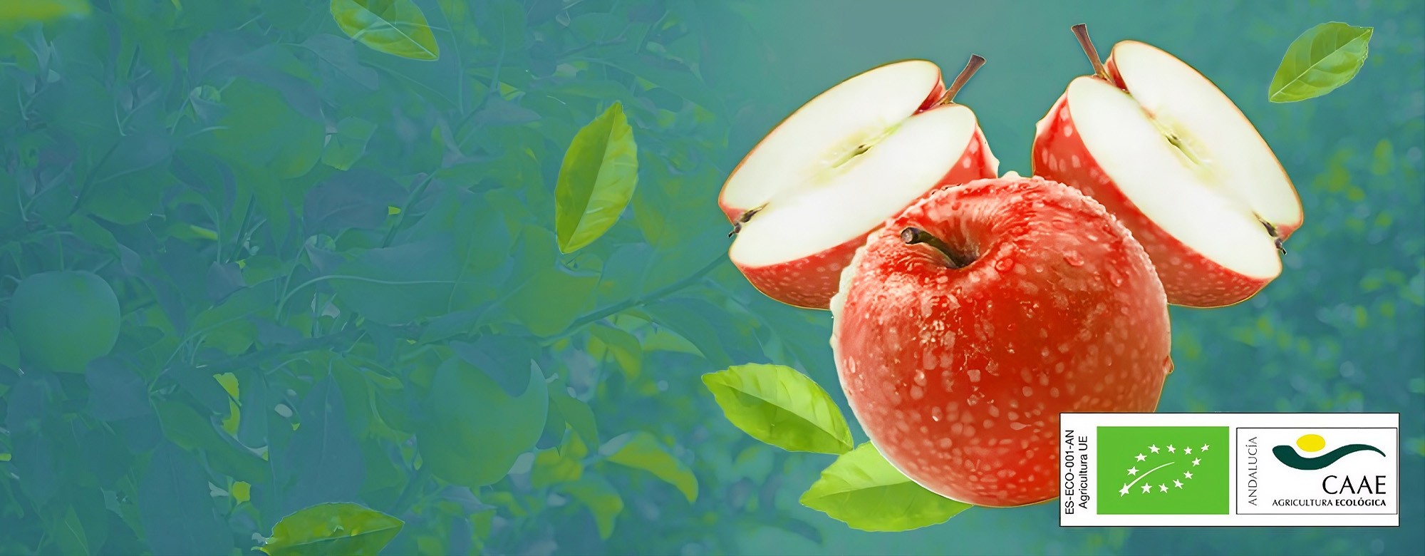 Frutas y verduras